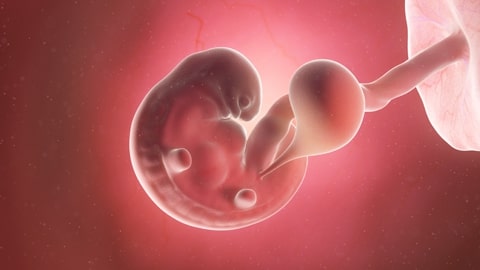Ilustración médicamente exacta de un feto en la semana 6