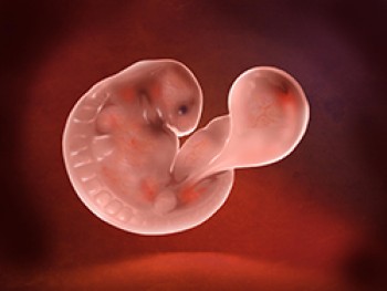Embrión Semana 4