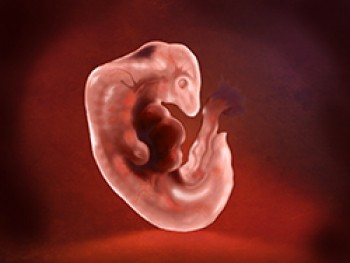 Embrión Semana 6