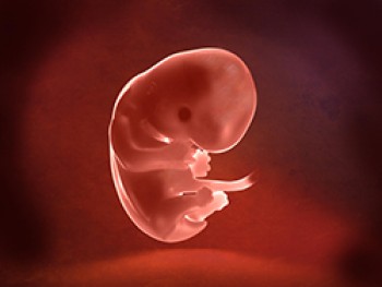 Embrión Semana 8