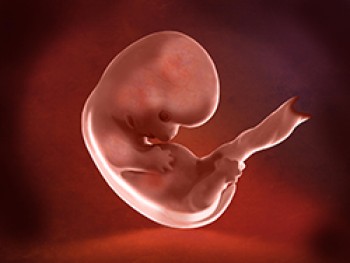 Embrión Semana 10