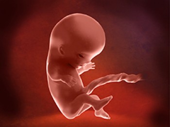 Embrión Semana 11