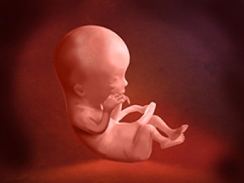 Embrión Semana 13